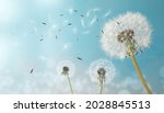 Beautiful puffy dandelions and...