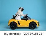 Funny pug dog and cat with sunglasses in toy car on light blue background