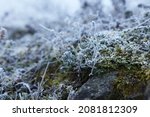 Beautiful plants covered with hoarfrost on stone outdoors
