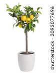 Lemon Tree With Ripe Fruits In...