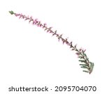 Sprig Of Heather With Beautiful ...