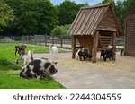 Goats And Pig On Green Lawn At...
