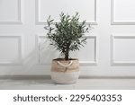 Beautiful young potted olive tree near white wall indoors. Interior element