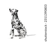 Small photo of Adorable Dalmatian dog on white background. Lovely pet