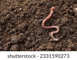 One earthworm on wet soil....