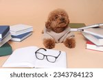 Cute Maltipoo dog in knitted sweater surrounded by many books on beige background