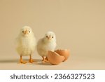 Two cute chicks and pieces of...