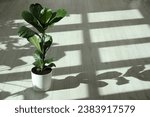 Small photo of Fiddle Fig or Ficus Lyrata plant with green leaves indoors. Space for text