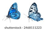 Blue butterflies on white...
