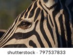 Close Up Of A Zebra Eye