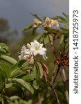 Small photo of Rhododendron decorum, An Alpine Rhododendron with edible flowers