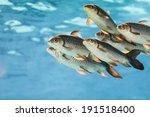 Group Of Tiger Fish