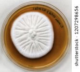 Small photo of Trichophyton mentagrophytes on Sabouraud dextrose agar, 30 °c , 13 day