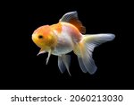 Silver fish  goldfish  are...