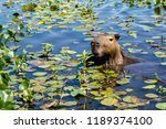 A Capybara Sticks Its Head Up...