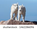 Two Mountain Goat Kids Looking...