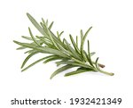 Rosemary isolated on white background cutout. Close up studio shot of fresh green rosemary herb leaves isolated on white background. 
