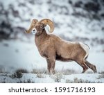Beautiful rocky mountain bighorn sheep ram. Impressive pose in wild natural habitat.