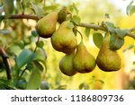 Ripe juicy pears on tree branch in garden