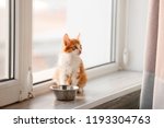 Cute little kitten and bowl with food on window sill