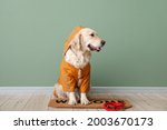 Funny dog in raincoat and with lead near color wall