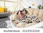 Funny dalmatian dog lying in...