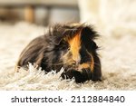 Small photo of Cute guinea pig on fluffy carpet in room