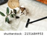 Small photo of Owner vacuuming carpet after naughty dog