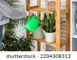 Woman watering snake plant on shelf at home