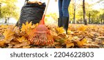 Woman raking autumn leaves in...