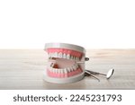 Jaw model with dentist's tools on table against white background