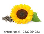 Beautiful sunflower and seeds...