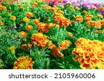 Sparky French Marigold Flowers  ...
