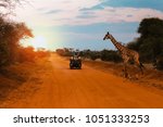 A jeep stops while a Giraffe crosses the road during a Safari in Kenya, with the sunset lights creating a breathtaking atmosphere