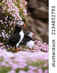 Two atlantic puffins (Fratercula arctica) in pink flowers on a cliff, Scotland