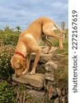 Small photo of Golden Labrador dog gingerly climbing down rustic steps