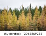 Small photo of Tamarack and pine trees fall scenery