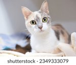 Small photo of A Dilute Calico shorthair cat lying on a blanket and looking at the camera with a surprised expression