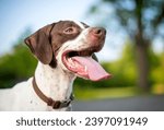An english pointer mixed breed...