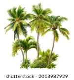 Cut out palm grove. Palm tree isolated on white background. Coconut tree. High quality image for professional composition.