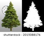 Cutout pine tree. Fir isolated on transparent background via an alpha channel. High quality clipping mask for professional composition. Evergreen tree.