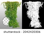 Cutout ivy with lush green foliage. Climbing plant in summer isolated on transparent background via an alpha channel. High quality mask for professional composition.