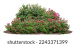 Cutout flowerbed. Plants and red flowers isolated on white background. Flower bed for garden design. Luxurious foliage of green bushes and shrubs. Red roses.