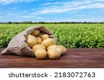 young potatoes in burlap sack on wooden table with blooming agricultural field on the background
