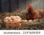 box of eggs with red chicken in dry straw inside a wooden henhouse with sunshine on the background