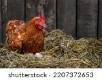 brown hen sits on the eggs in hay inside a wooden chicken coop