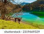 Alpine summer view with reflections and a goat at Lake Hintersteiner See, Scheffau, Mount Wilder Kaiser, Tyrol, Austria