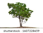 
Cashew Nut trees isolated on a white background.