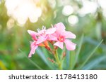 A Bouquet Soft Pink Petals Of...