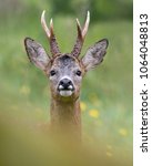 Small photo of Impressive portrait of a wild roe deer with big antlers taken just a few meters from the photographer. Spain.